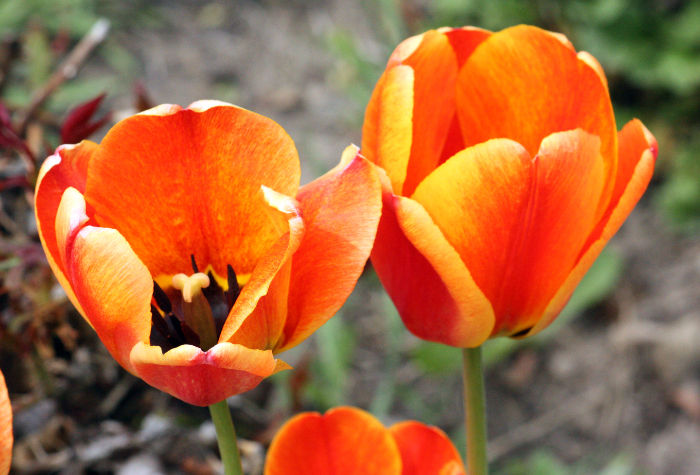 orange_flowers