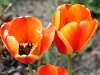 orange_flowers