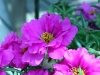 purple_flower3