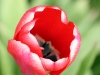 red_flower