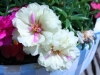 white_flowers2