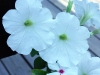 white_flowers3