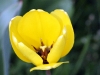 yellow_flower