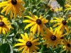 yellow_flowers