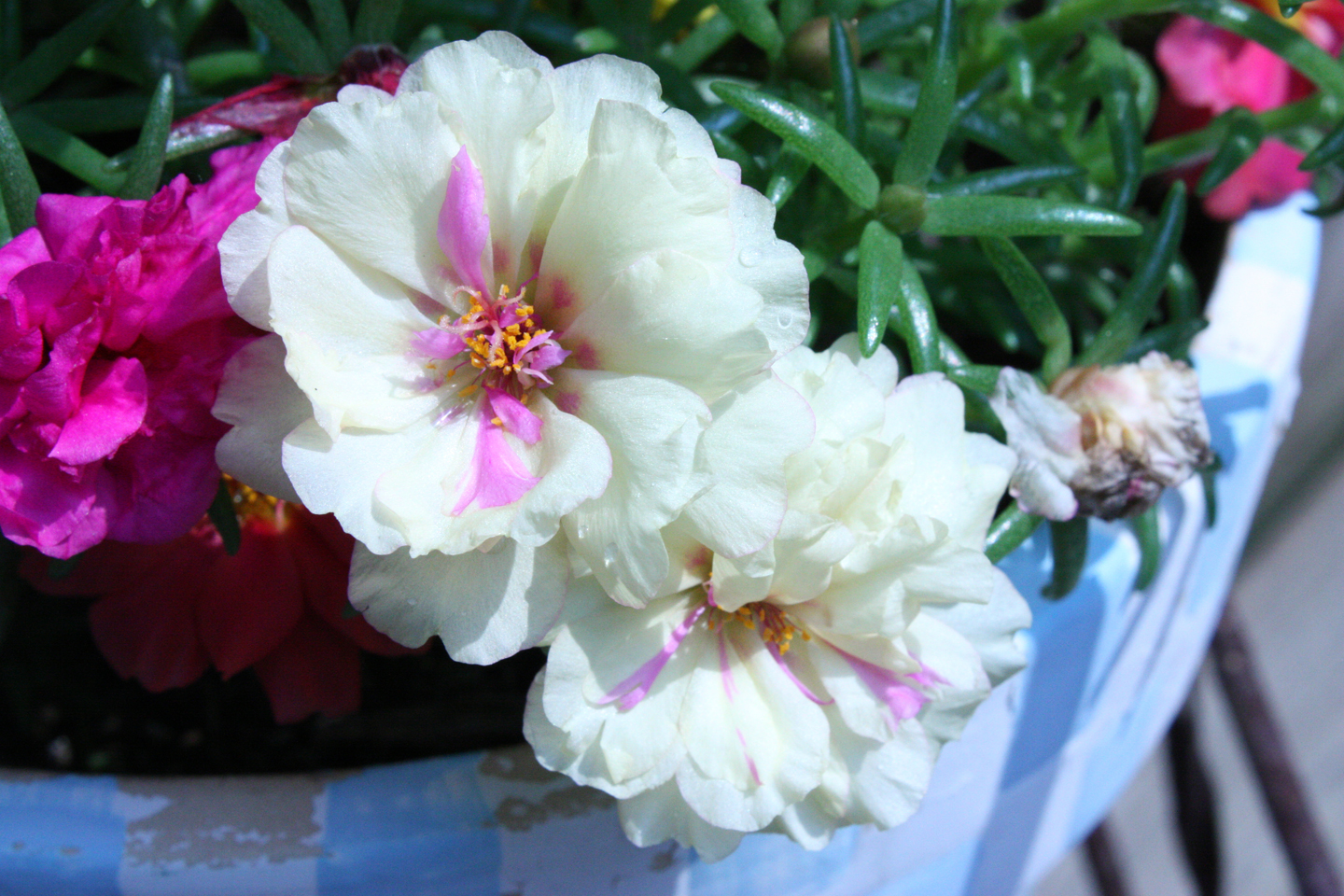 white_flowers2