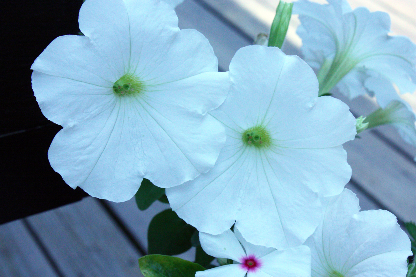 white_flowers3