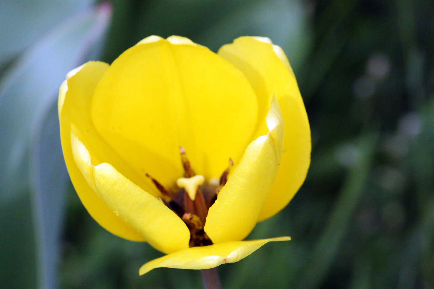 yellow_flower