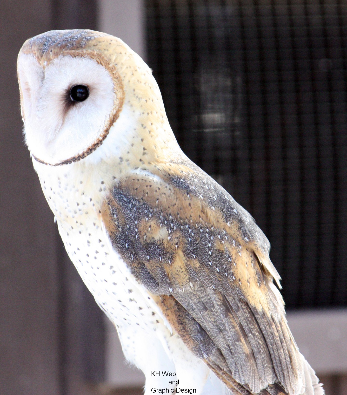 Barn Owl