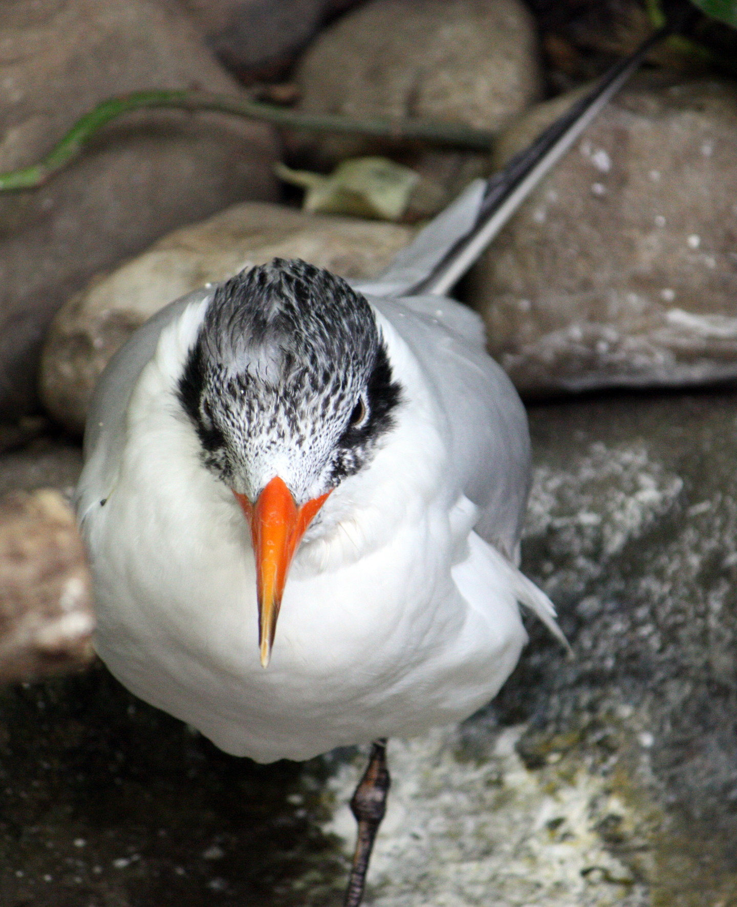 Caspian Tern