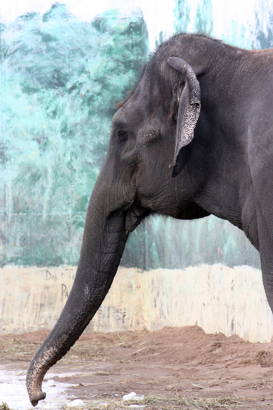 An Elephant