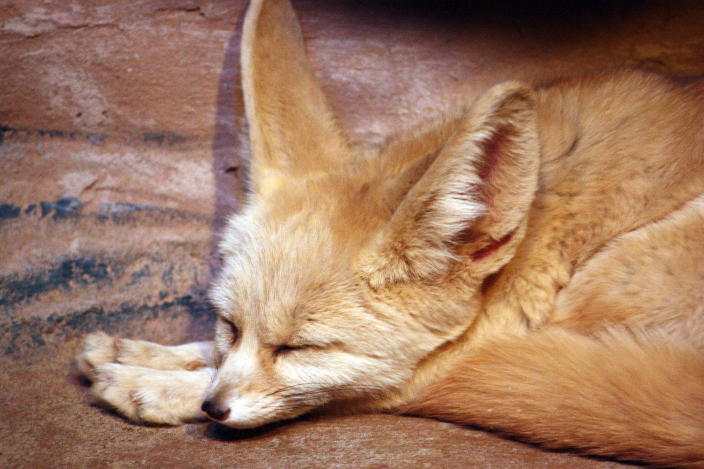 Fennic Fox