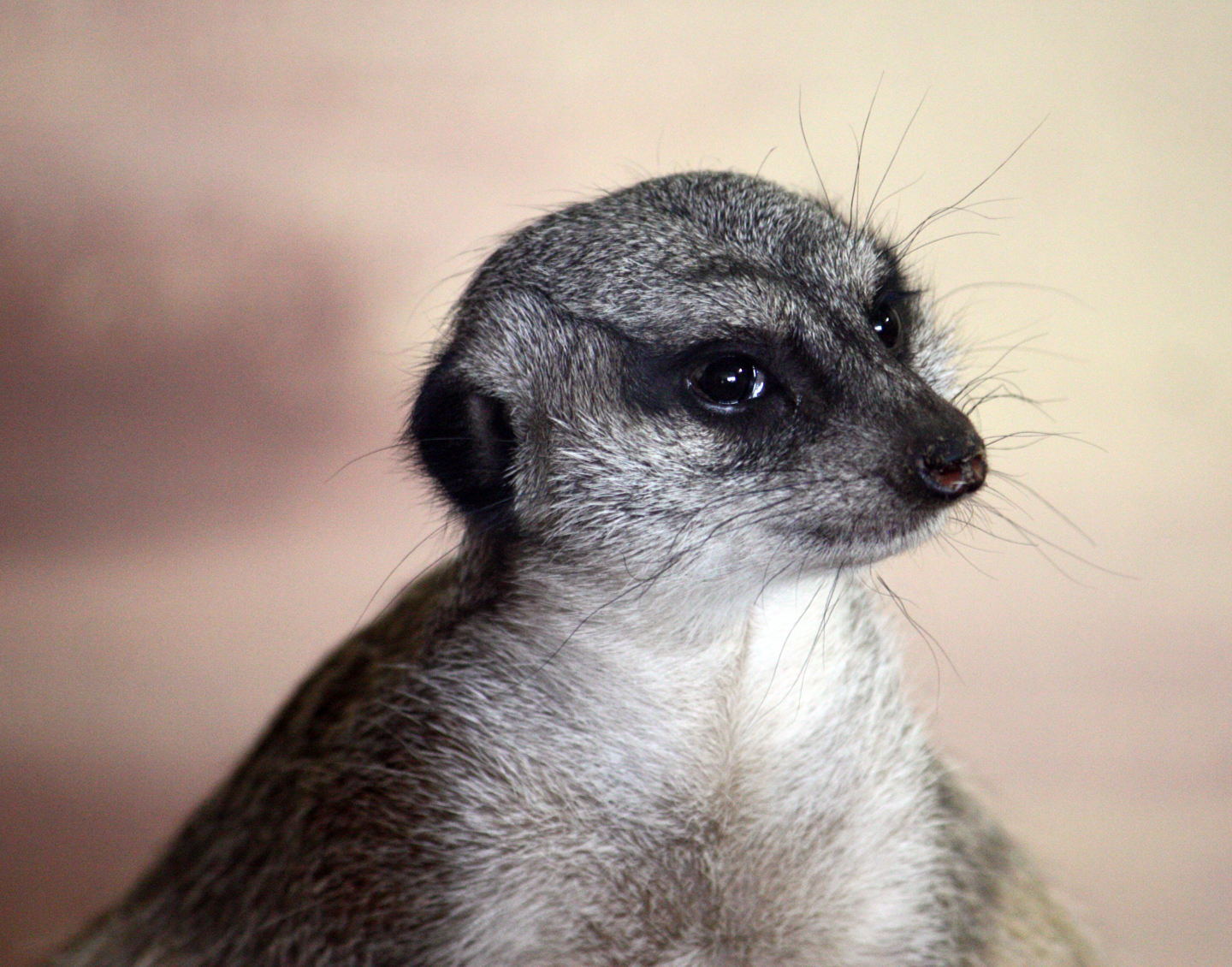 A Meerkat