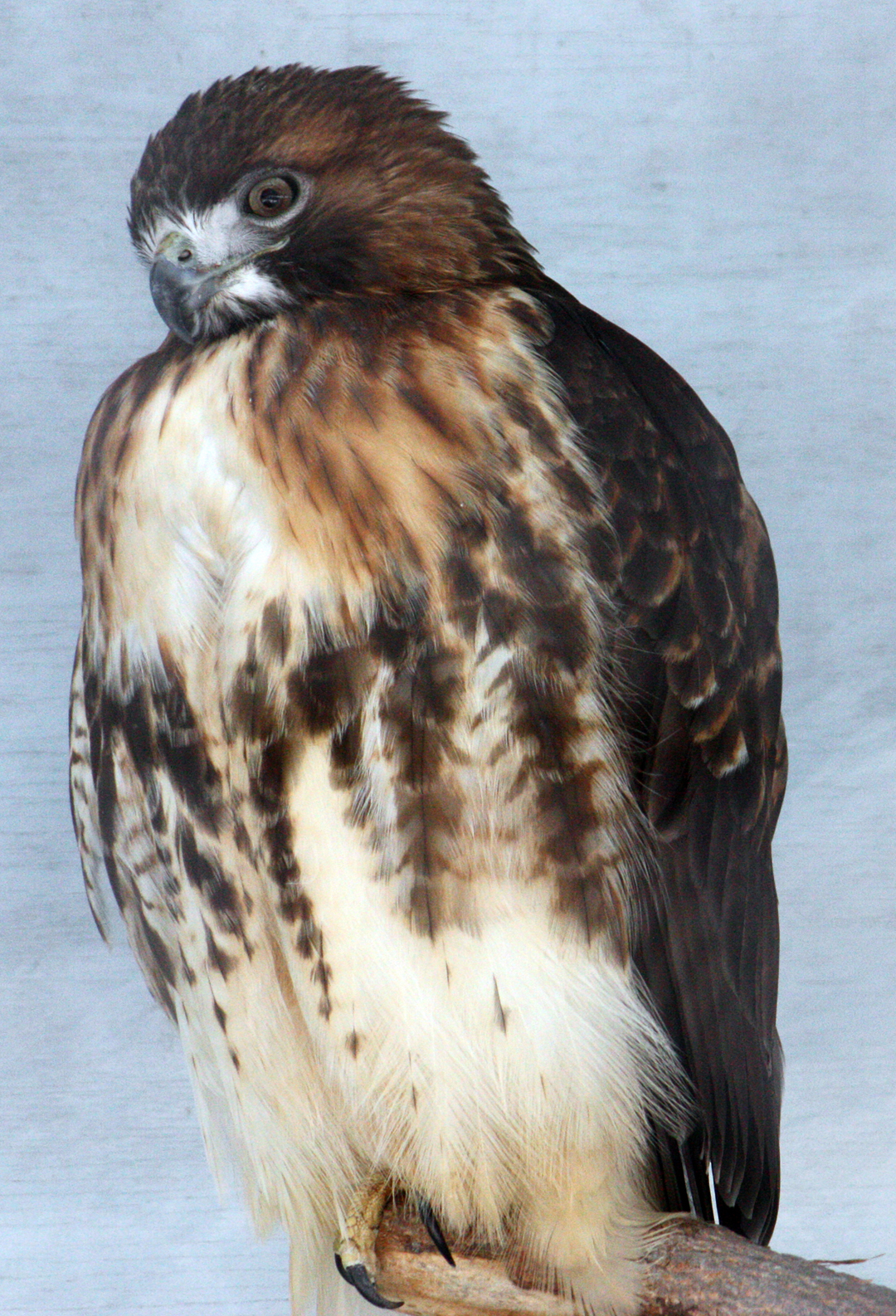 A Merlin