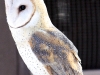 Barn Owl