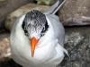 Caspian Tern