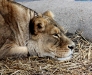 A Lion