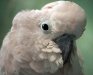 A Parakeet