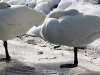 Tundra Swans