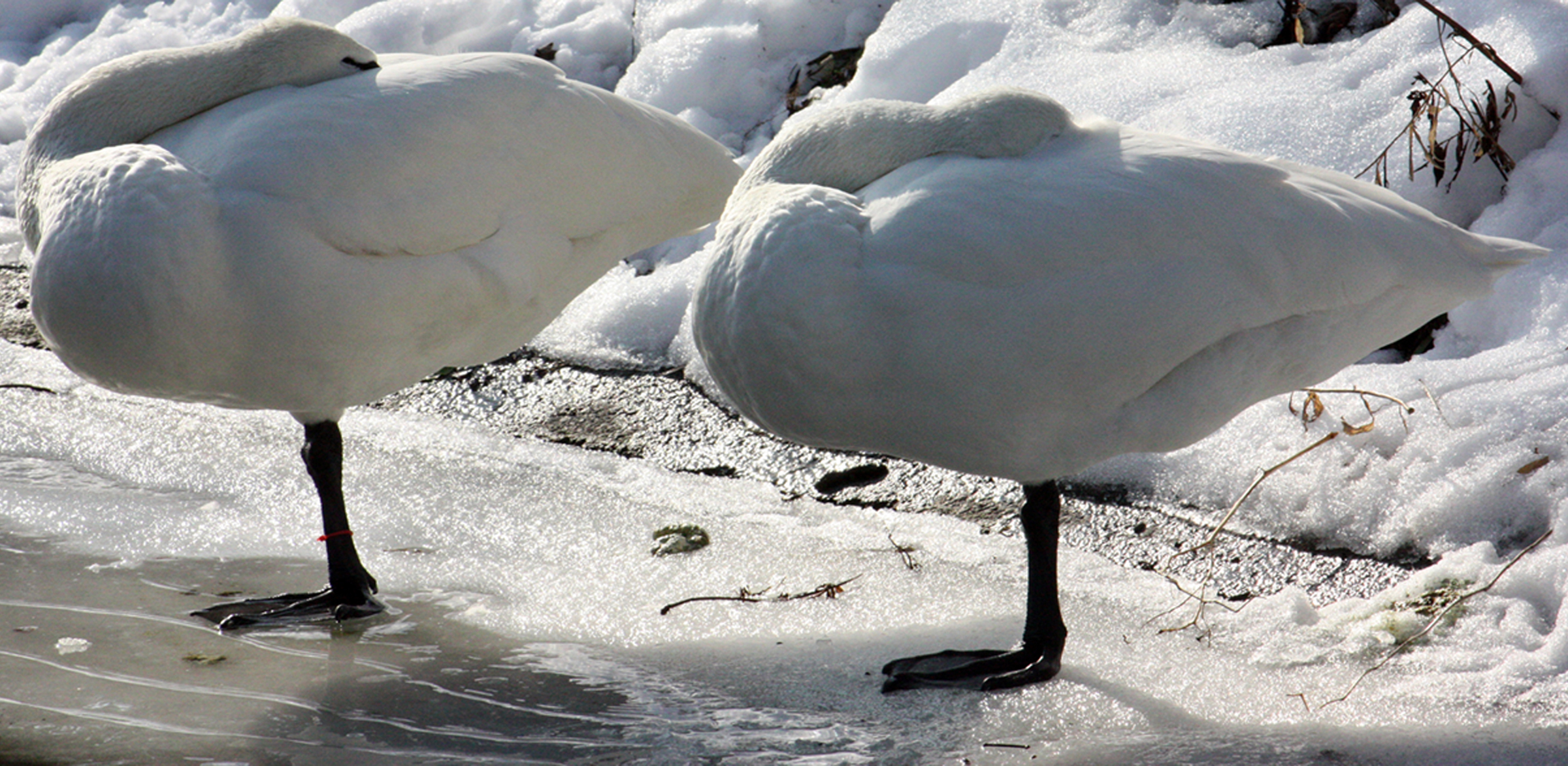 Tundra Swans